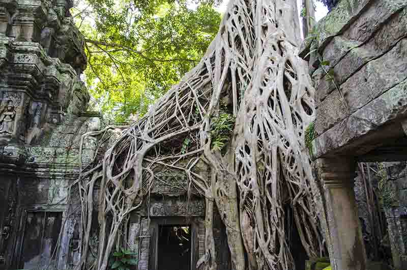 87 - Camboya - Angkor - templo de Ta Prohm